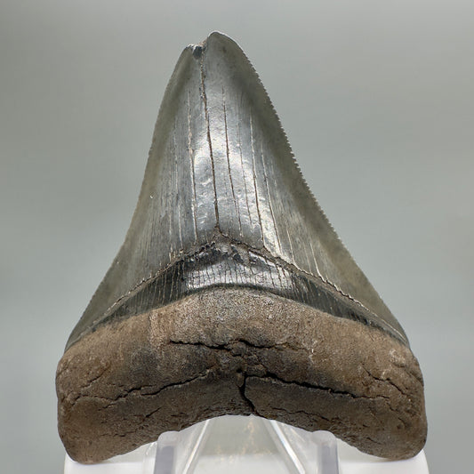 Colorful, serrated 3.53" Fossil Megalodon Tooth - South Carolina