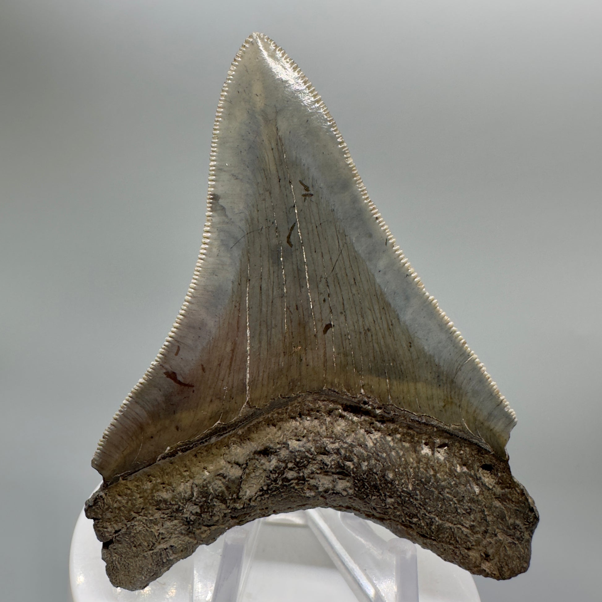 Colorful, serrated 3.58" Fossil Megalodon Tooth - South Carolina CM4647 - Back