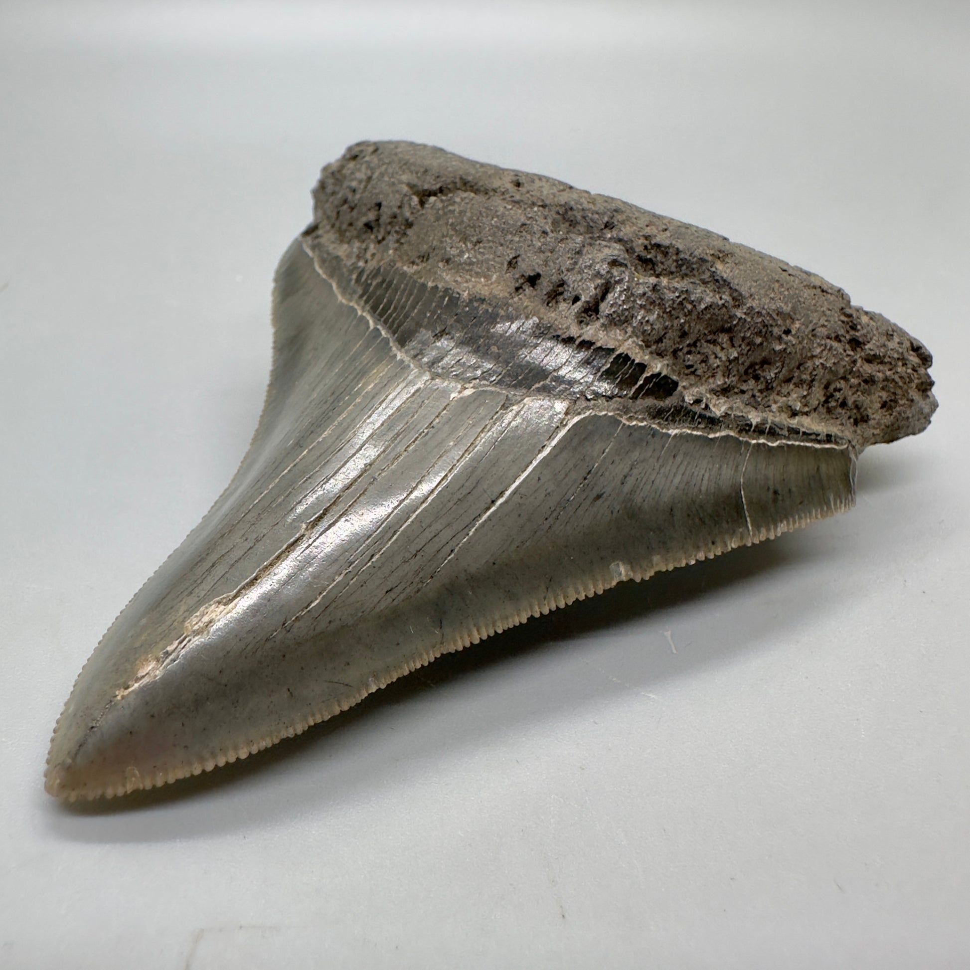 Colorful, serrated 3.58" Fossil Megalodon Tooth - South Carolina CM4647 - Front Right