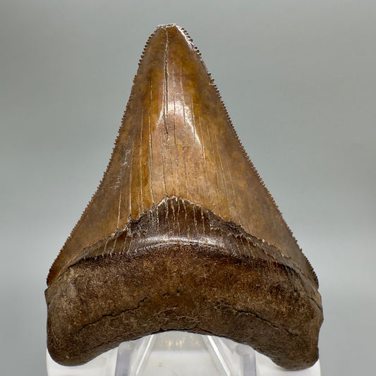 Brown/Red 3.55" Sharply Serrated Megalodon Shark Tooth Fossil from Southeastern Georgia CM4648 - Front
