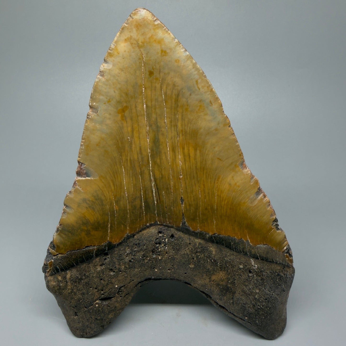 Back view 6.28" Authentic Megalodon Tooth – Extra Large Fossil from North Carolina CM5399