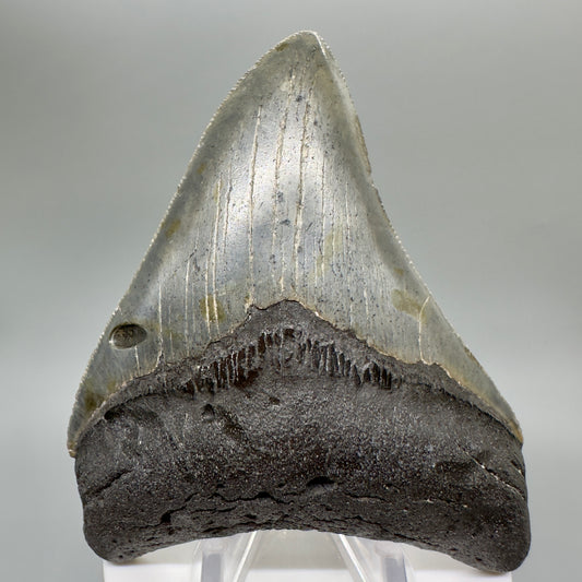 North Carolina Diving Discovery: Colorful, serrated 3.82" Fossil Megalodon Shark Tooth CM4651 - Front