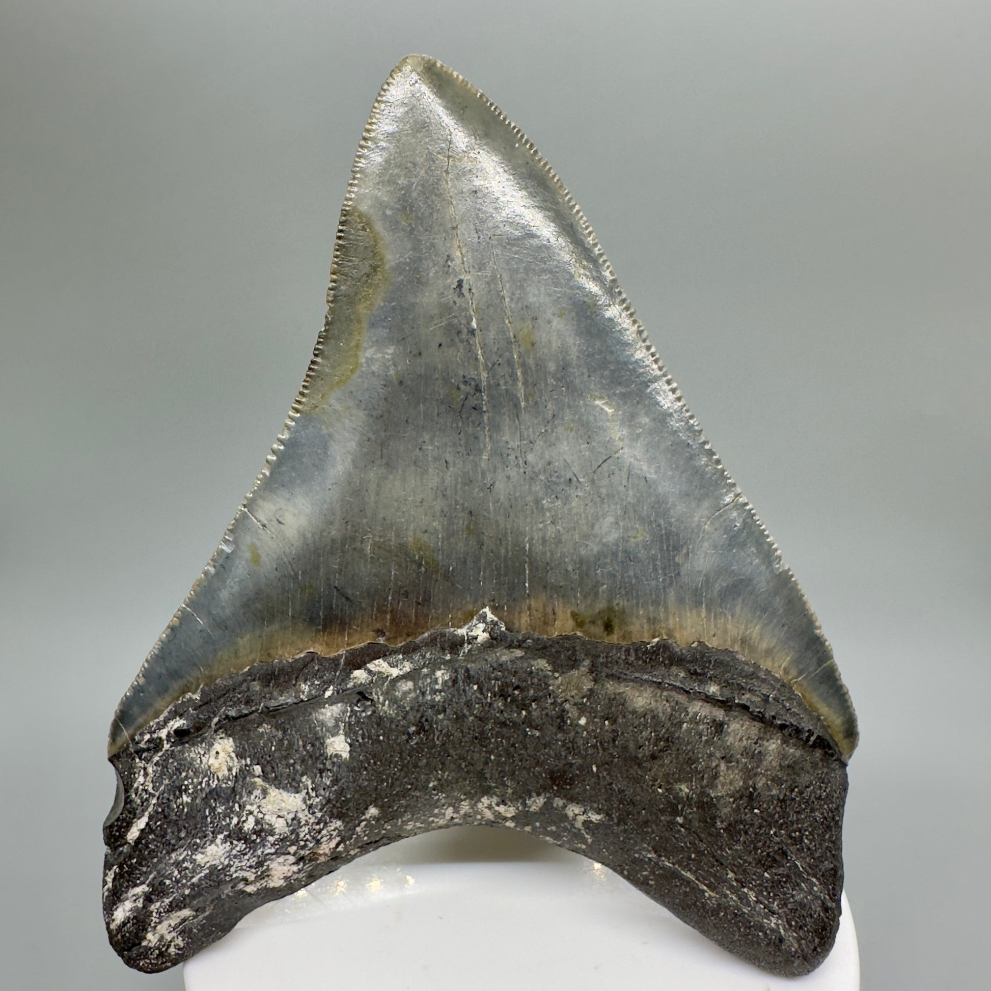 North Carolina Diving Discovery: Colorful, serrated 3.82" Fossil Megalodon Shark Tooth CM4651 - Back 