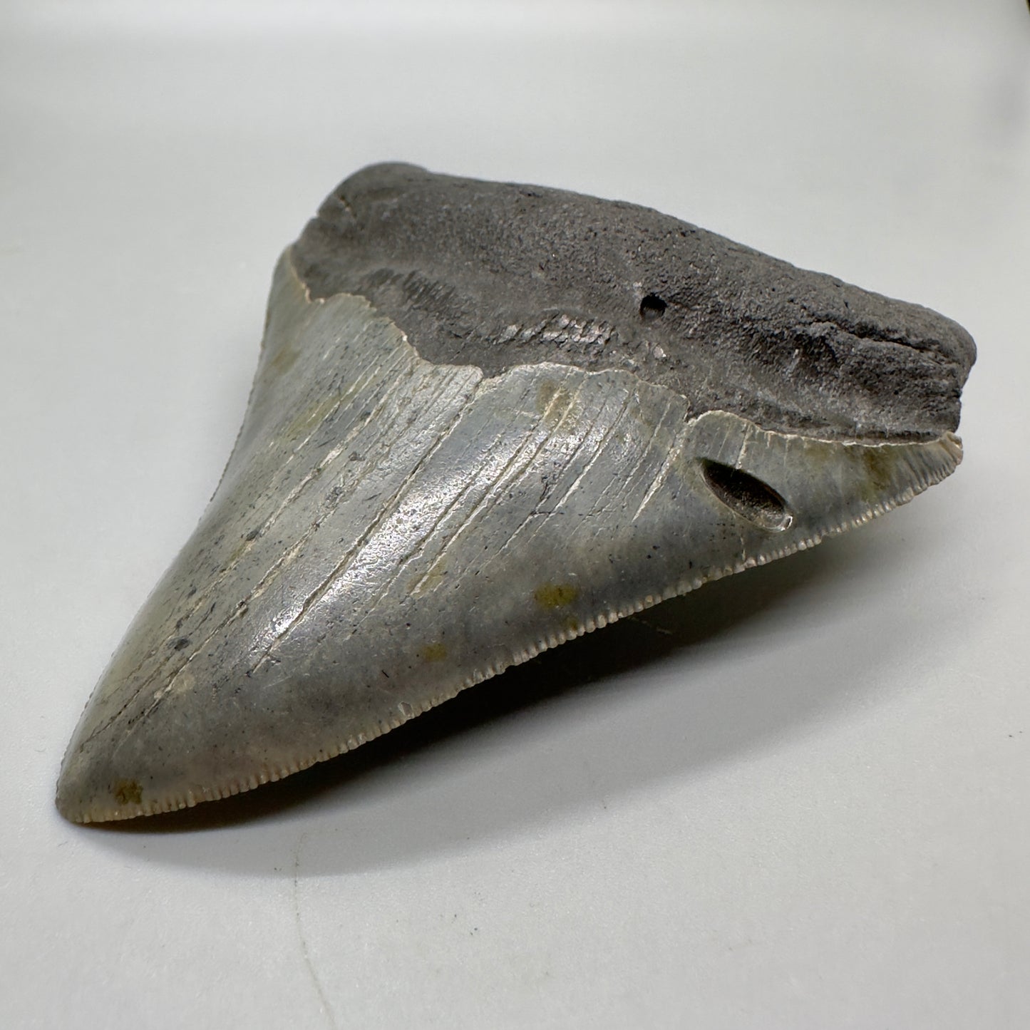 North Carolina Diving Discovery: Colorful, serrated 3.82" Fossil Megalodon Shark Tooth CM4651 - Front right
