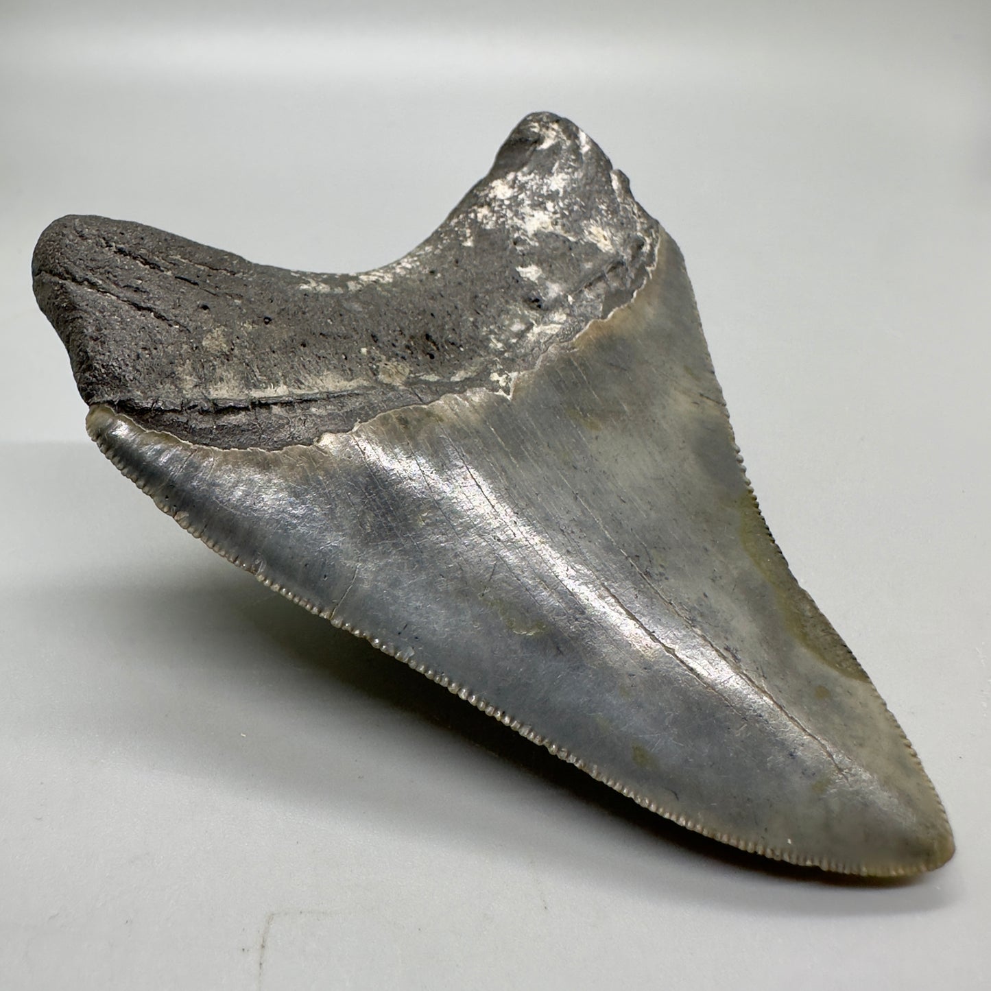North Carolina Diving Discovery: Colorful, serrated 3.82" Fossil Megalodon Shark Tooth CM4651 - Back left