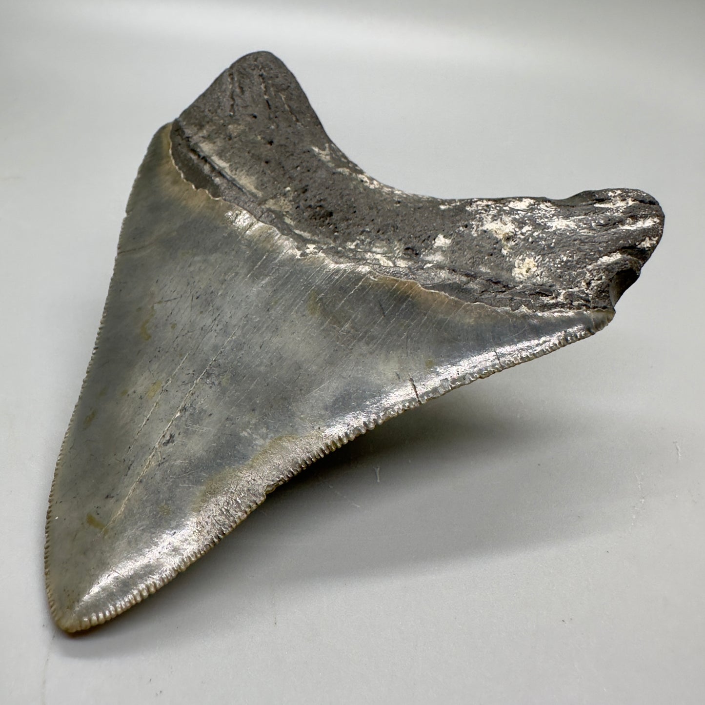 North Carolina Diving Discovery: Colorful, serrated 3.82" Fossil Megalodon Tooth CM4651 - Back right
