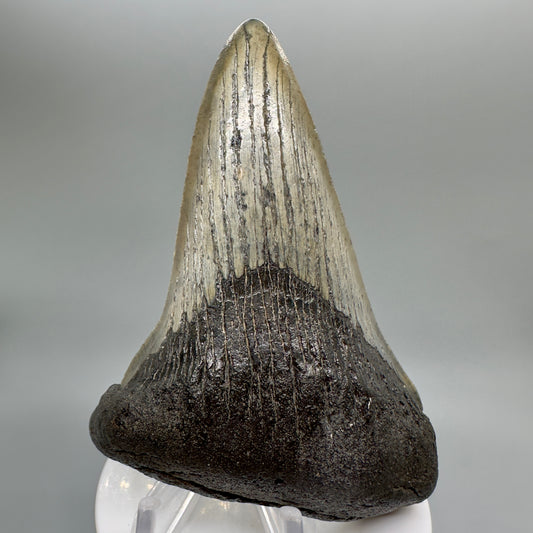 Deformed 4.03" Fossil Megalodon Tooth: Scuba Diving Discovery from Southeast USA CM4652 - Front