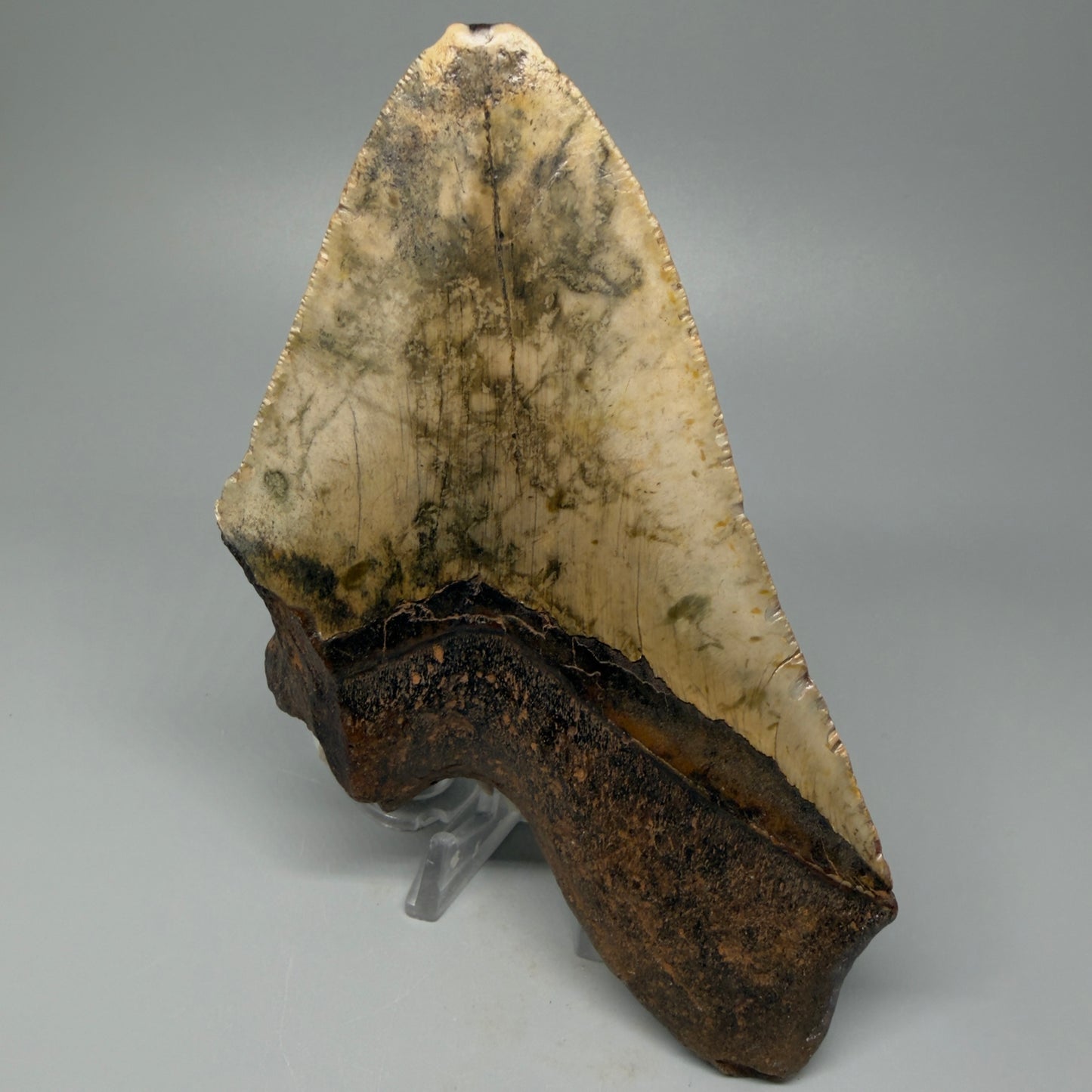 Front View Huge, affordable 6.29" Fossil Megalodon Tooth for sale - Wilmington North Carolina CM5398