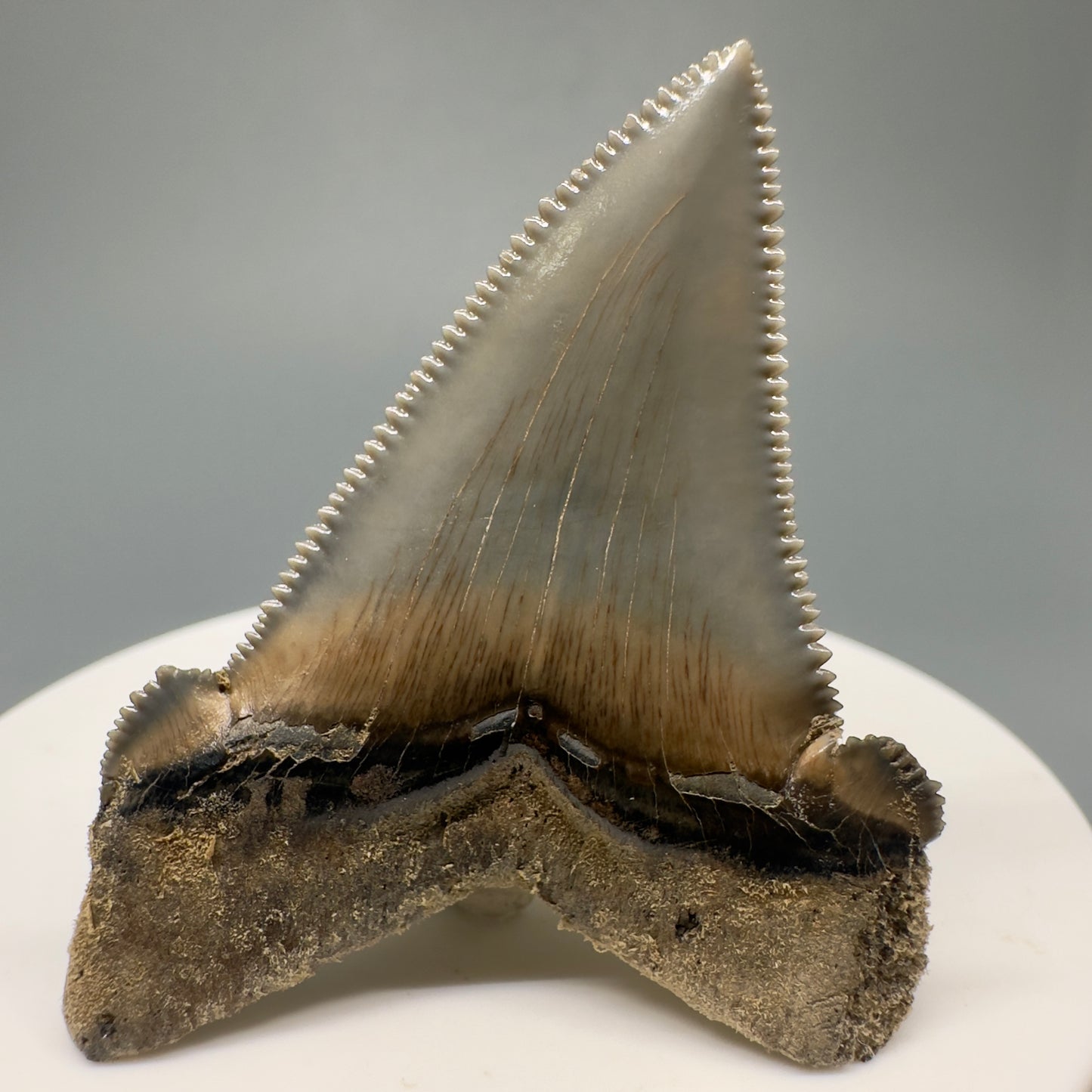 Spectacular 2.00" Serrated Fossil Carcharocles angustidens Shark Tooth - South Carolina AN429 - Back