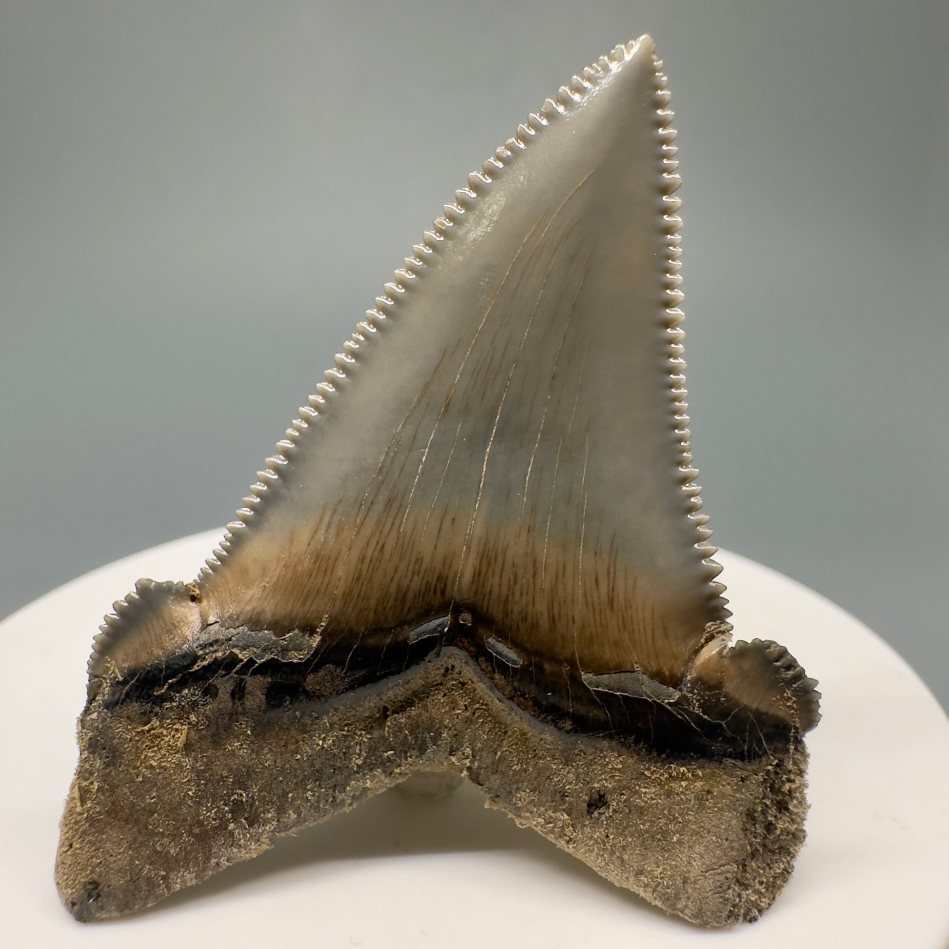 Spectacular 2.00" Serrated Fossil Carcharocles angustidens Shark Tooth - South Carolina AN429 - Back