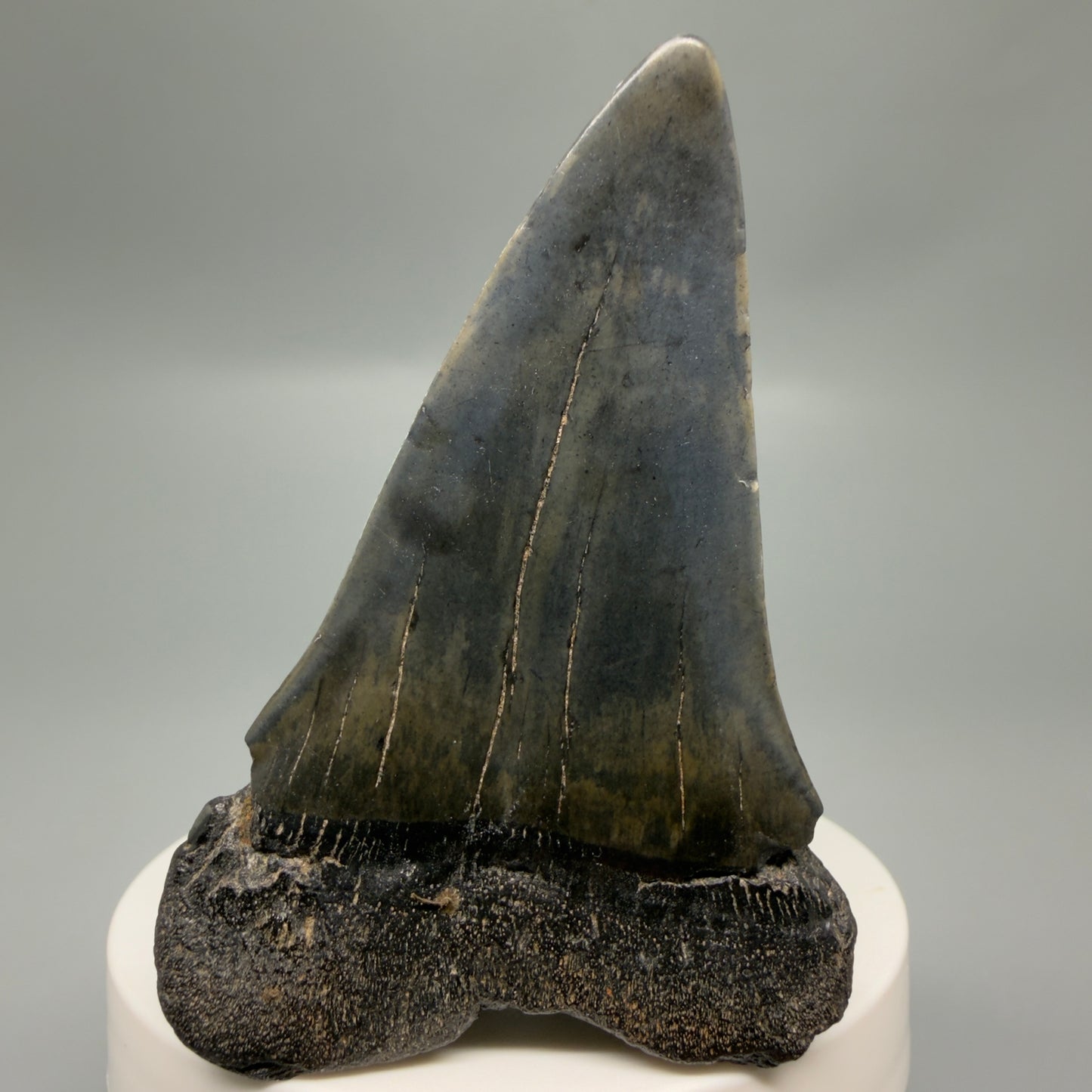 Back View Large 2.84" Fossil Extinct Mako - Isurus hastalis Shark Tooth from Southeast USA M615