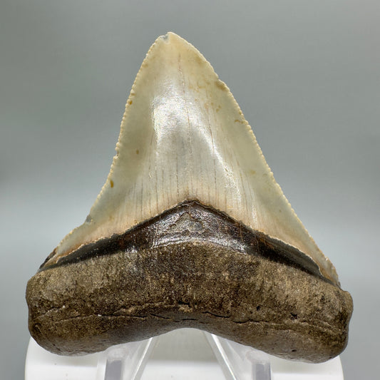 Colorful 2.94" Fossil Megalodon Tooth from North Carolina Diving Discovery CM4655 - Front