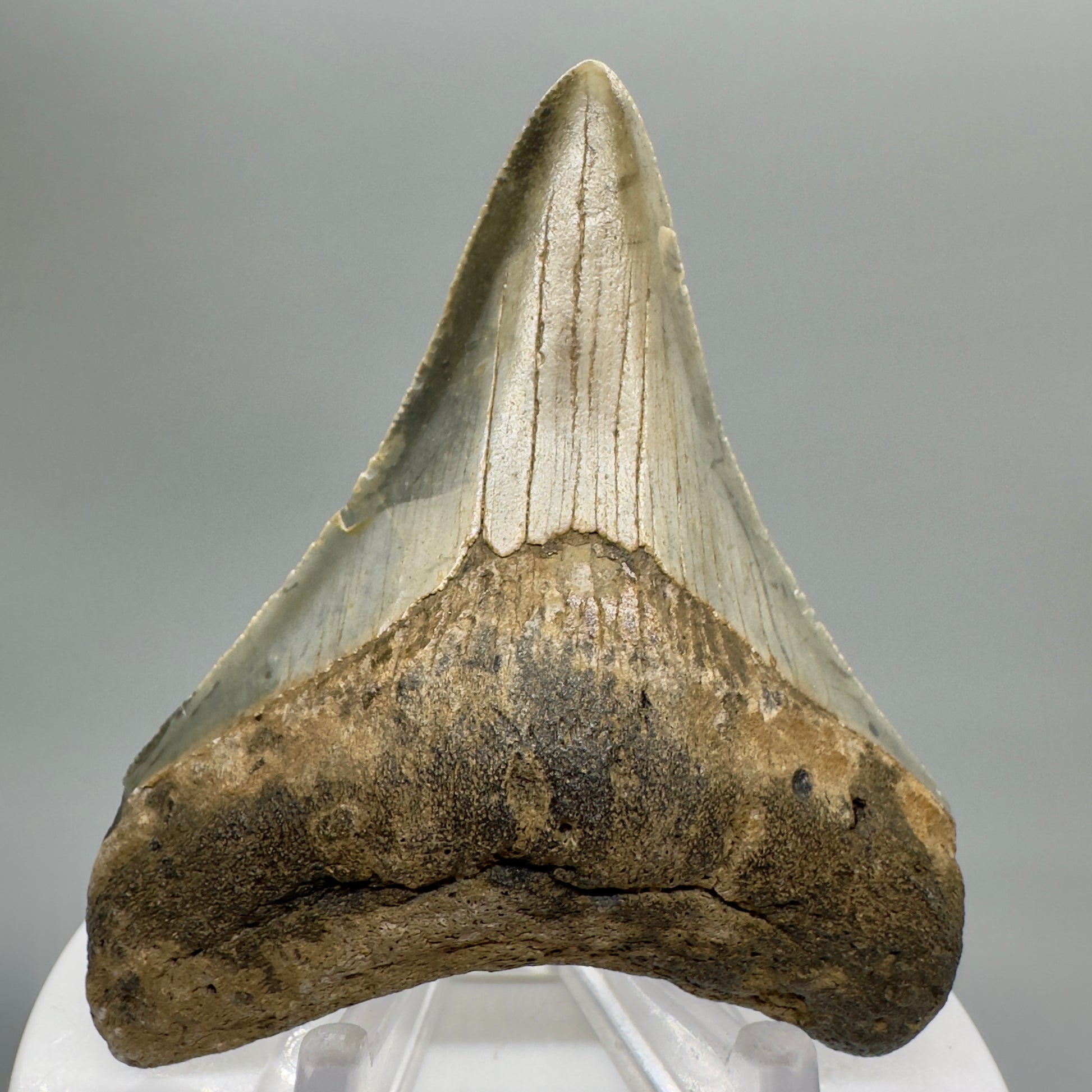 Colorful lower 2.93" Fossil Megalodon Tooth from North Carolina Diving Discovery CM4656 - Front