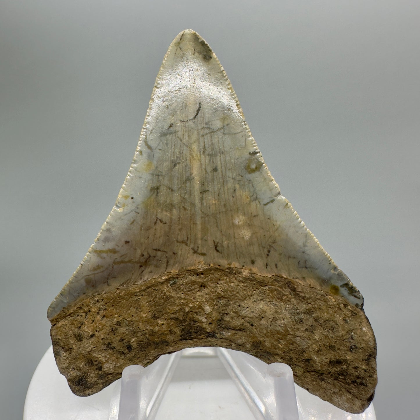Colorful lower 2.93" Fossil Megalodon Tooth from North Carolina Diving Discovery CM4656 - Back