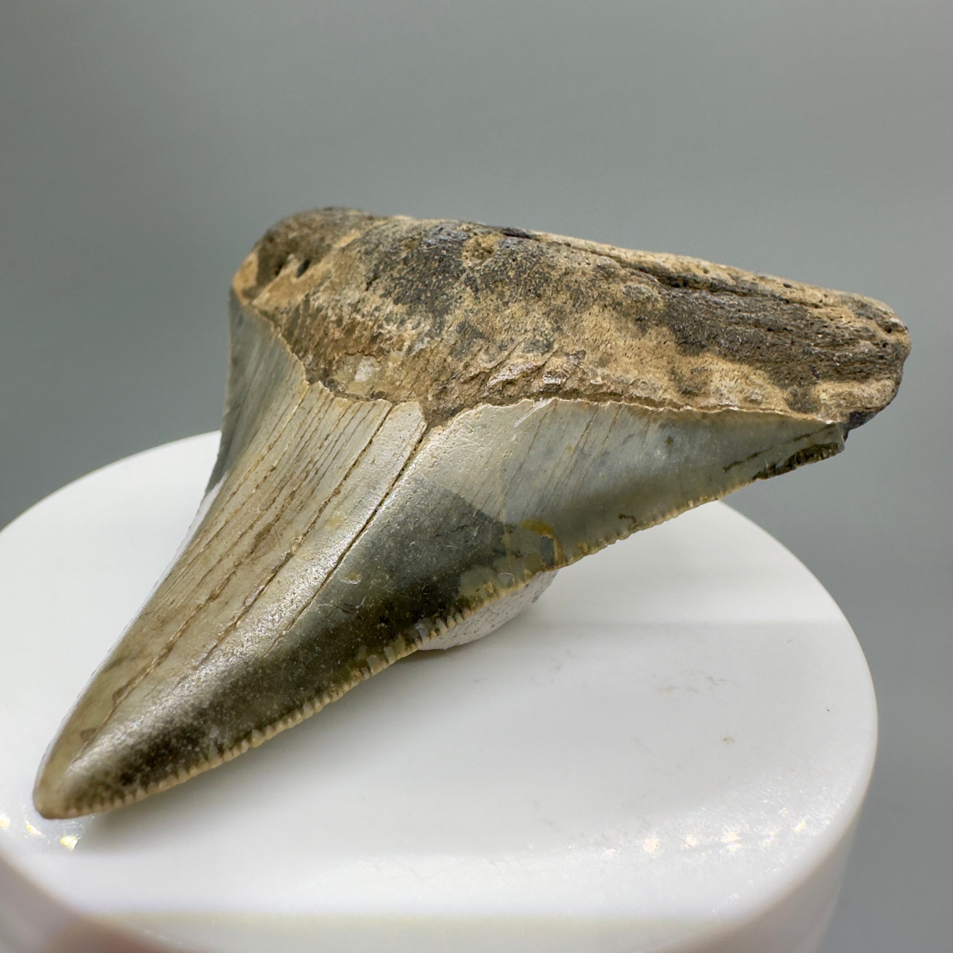 Colorful lower 2.93" Fossil Megalodon Tooth from North Carolina Diving Discovery CM4656 - Front right