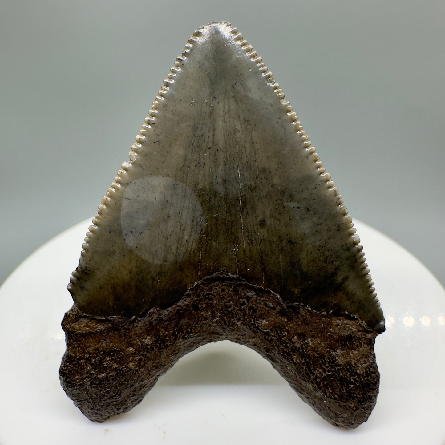 Juvenile 1.79" Fossil Megalodon Tooth from South Carolina CM4659 - Back