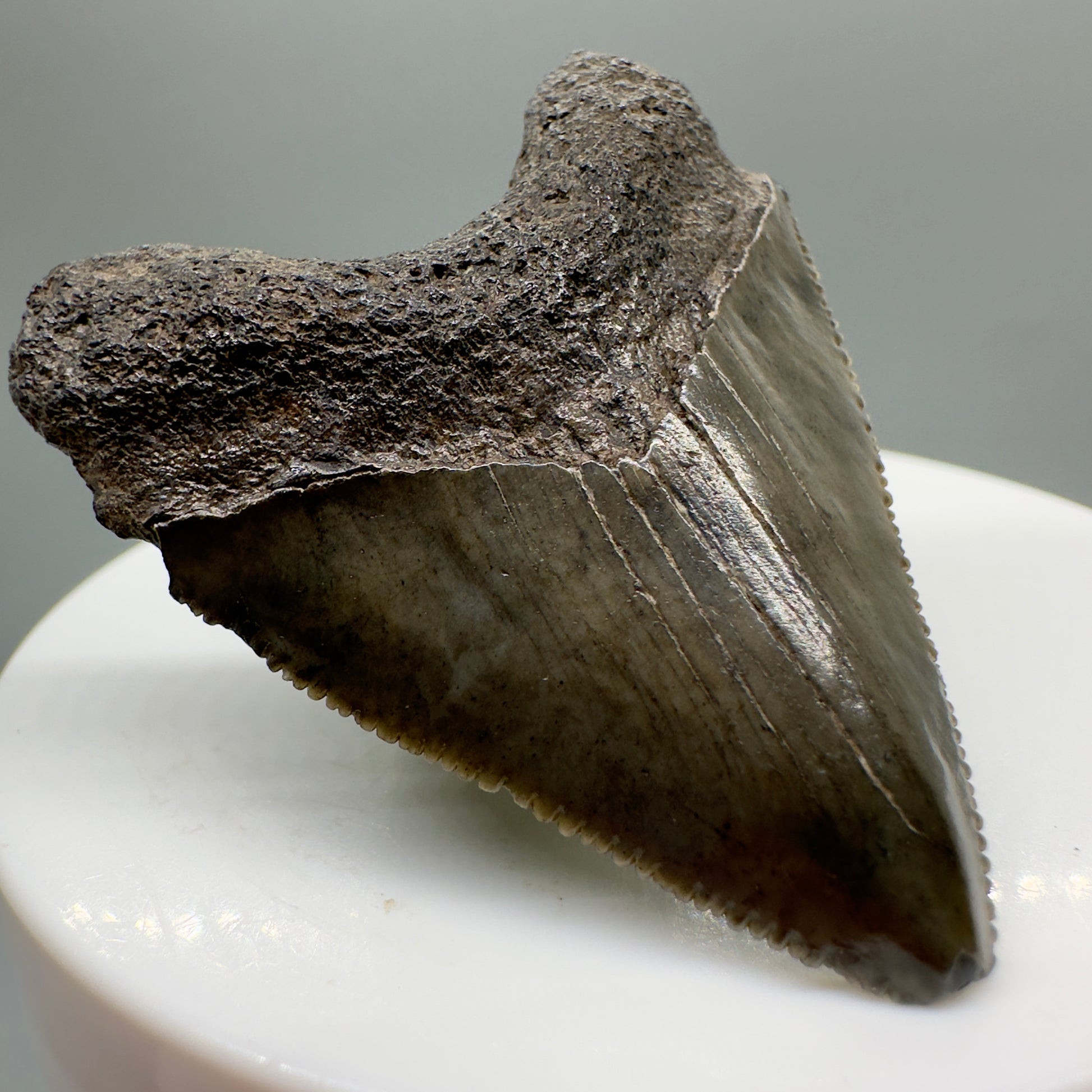 Juvenile 1.79" Fossil Megalodon Tooth from South Carolina CM4659 - Front Right