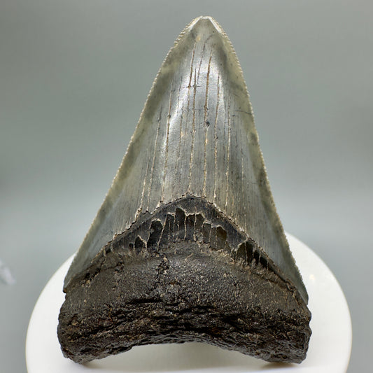 Colorful, serrated 2.73" Fossil Megalodon Tooth from South Carolina CM4663 - Front