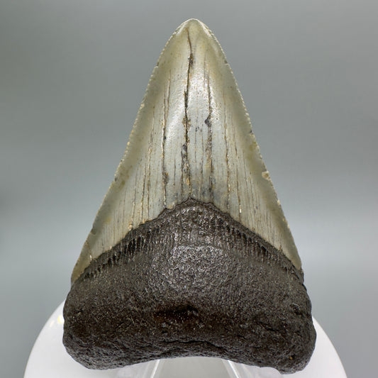 Colorful 2.98" Fossil Megalodon Tooth from North Carolina Diving Discovery CM4664 - Front