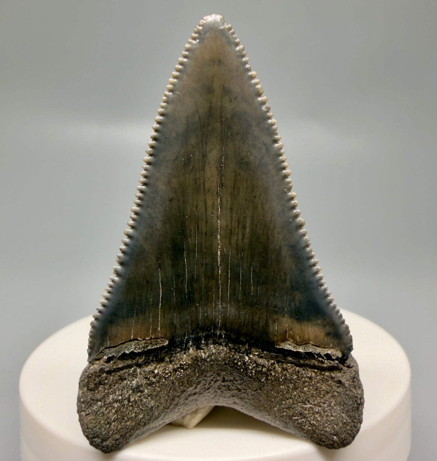 Back View Colorful, sharply serrated 2.31" Fossil Great White Tooth for Sale - South Carolina GW1330