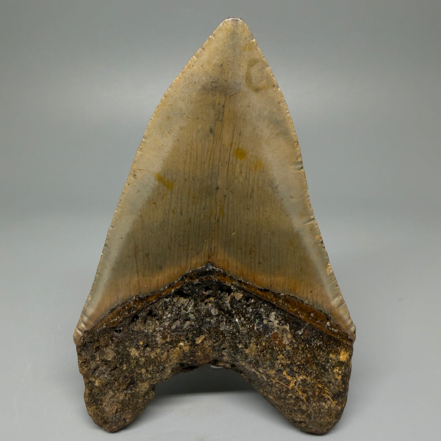 Back View 4.41" Authentic Megalodon Tooth – North Carolina Fossil | Carcharocles megalodon CM5420