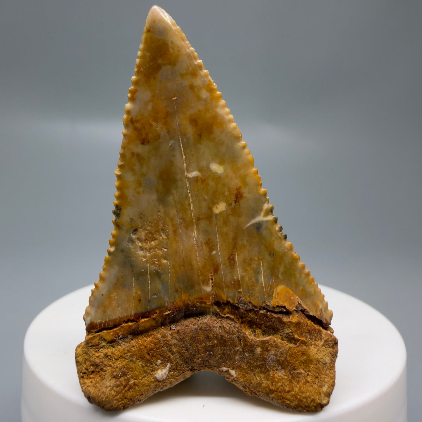 Back View Insane colors 2.17" Fossil Great White Tooth from Chile - Collector's Quality GW1323