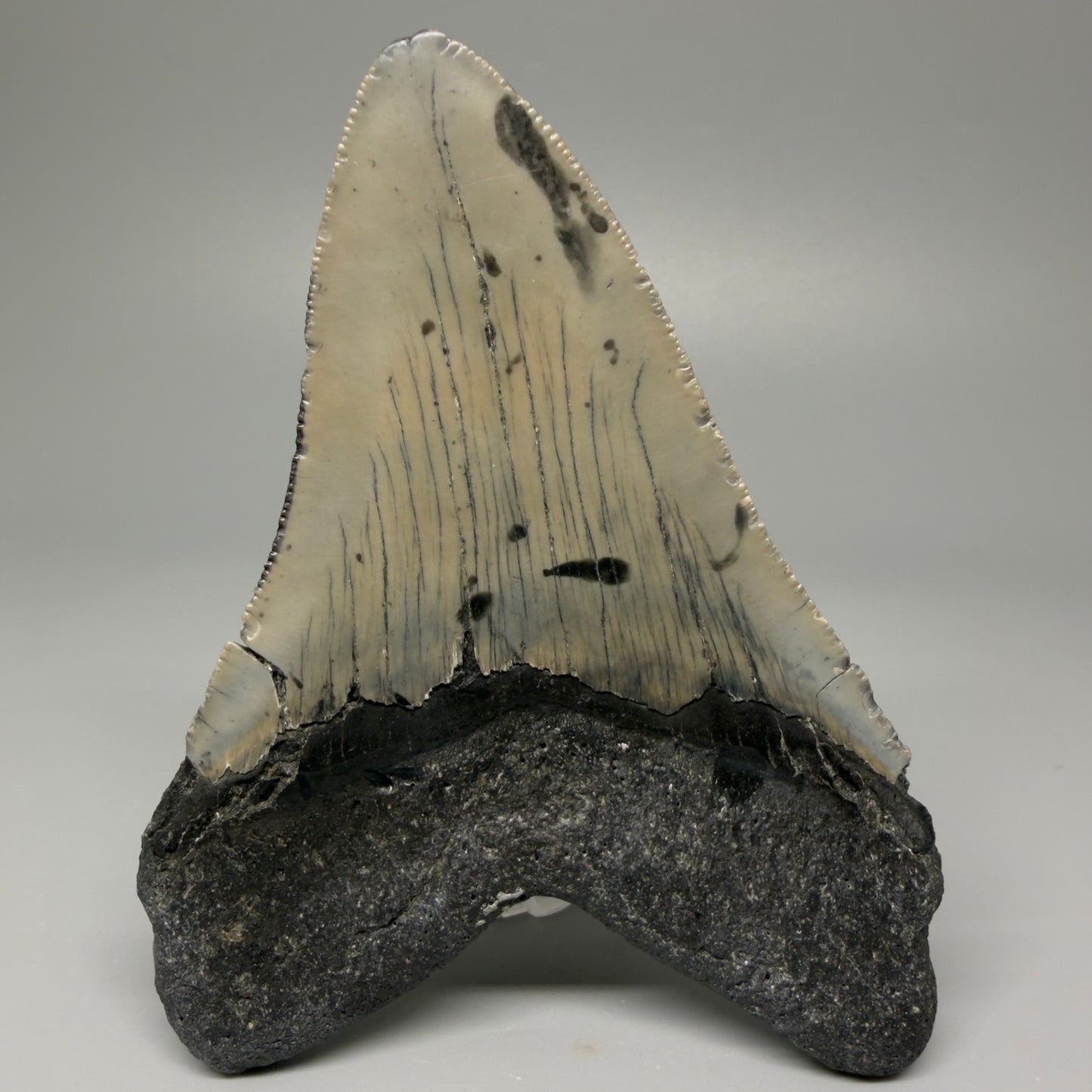 Back View 4.62" Authentic Megalodon Tooth – Great Prints - North Carolina Fossil | Carcharocles megalodon CM5421