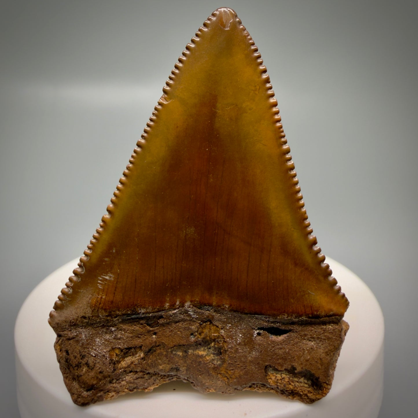 Back View Red, gorgeous, serrated 2.20" Colorful Fossil Great White - Carcharodon carcharias Shark Tooth from Meherrin River, NC GW1324