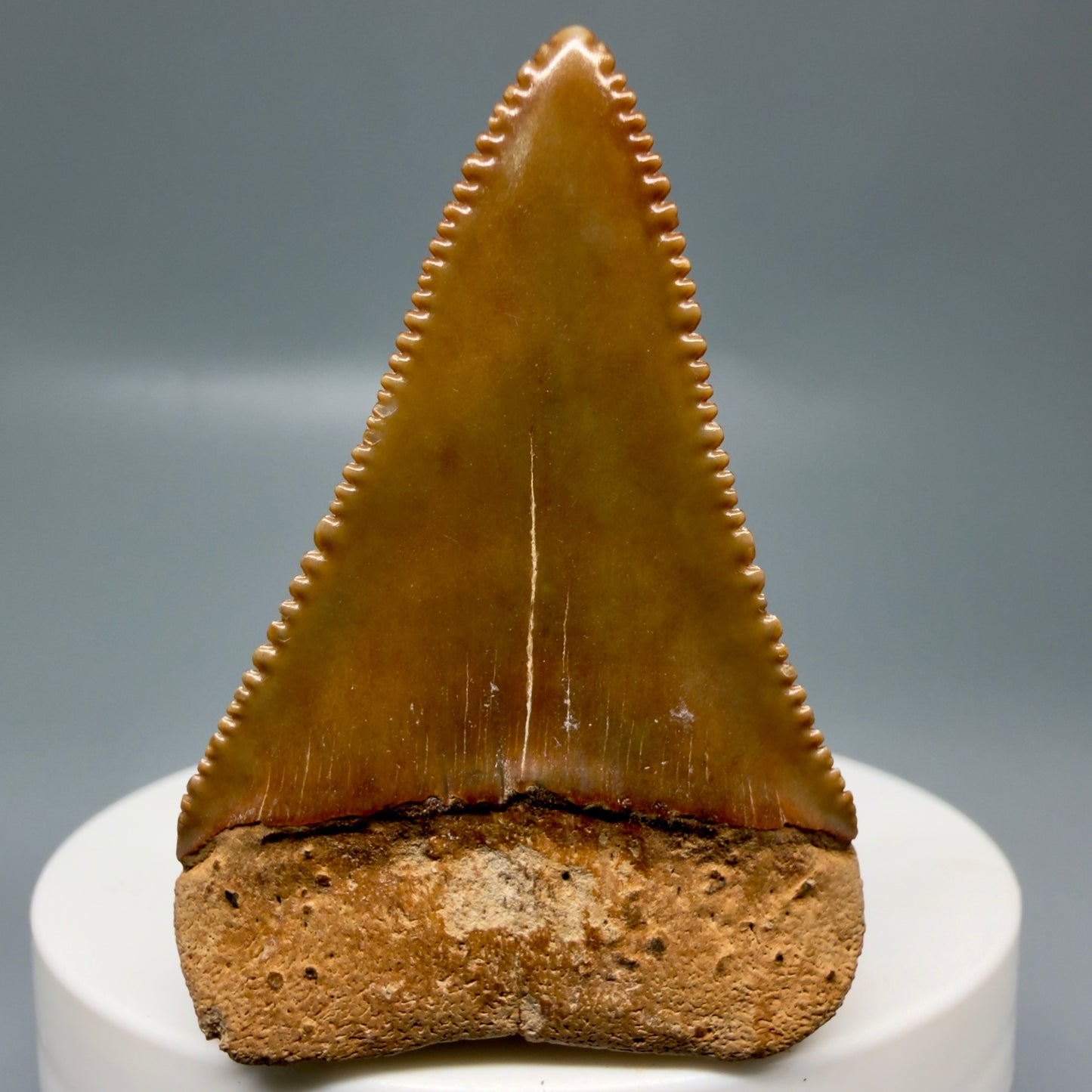 Back View Collector's Quality 1.94" Fossil Great White Shark Tooth - Cooper River, SC - Colorful GW1331