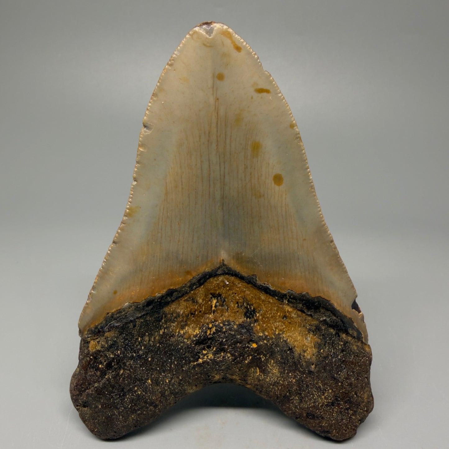 Back View Colorful 4.02" Authentic Megalodon Tooth – North Carolina Fossil | Carcharocles megalodon CM5415