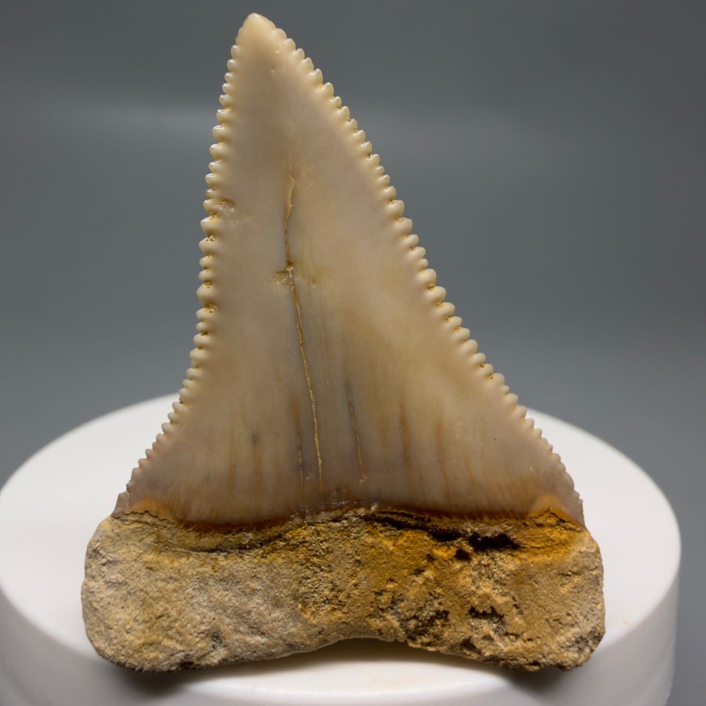 Back View 1.86" Fossil Great White Tooth from Chile - Collector's Quality GW1322
