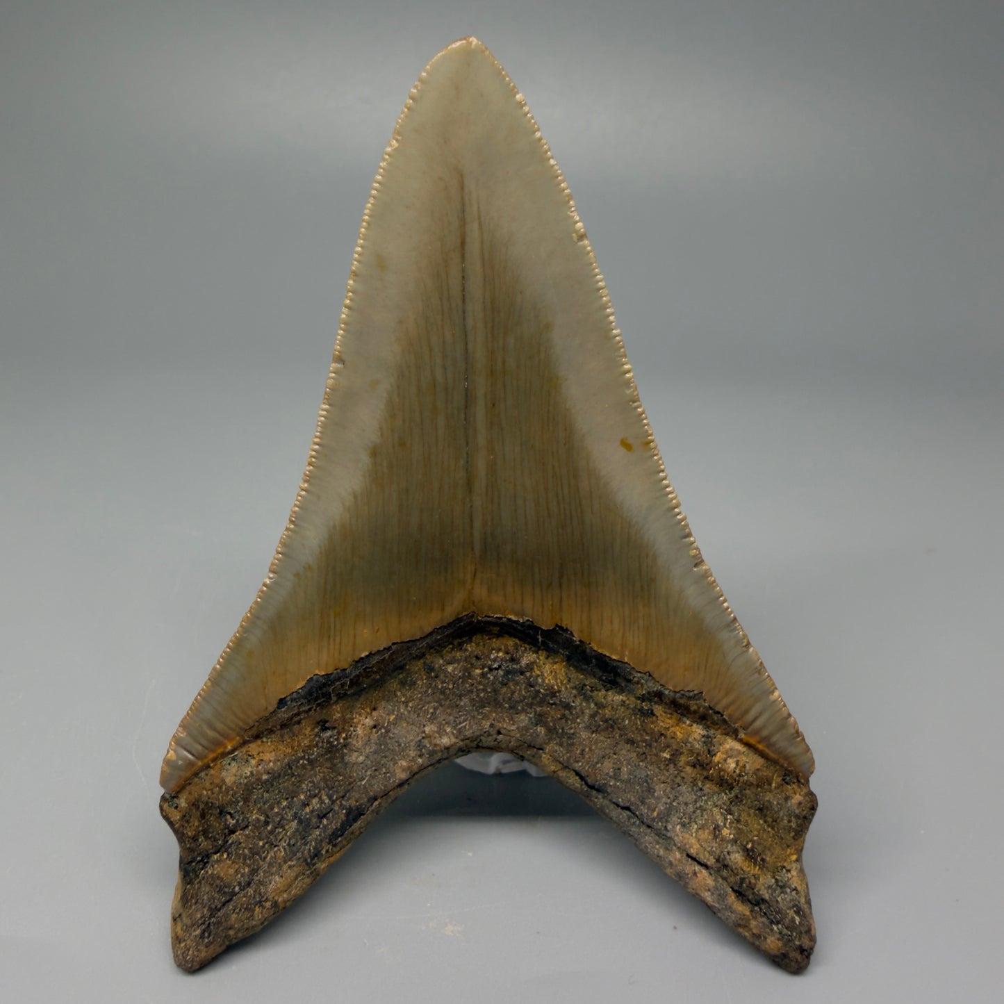 Back view 4.06" Authentic Lower Megalodon Tooth – North Carolina Fossil | Carcharocles megalodon CM5417