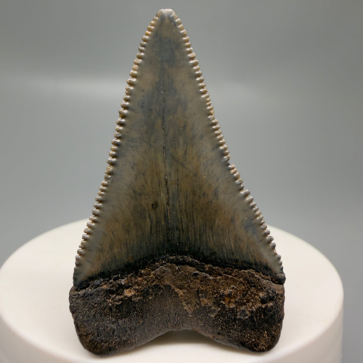 Back View Colorful, sharply serrated 1.92" Fossil Great White Tooth for Sale - South Carolina GW1327