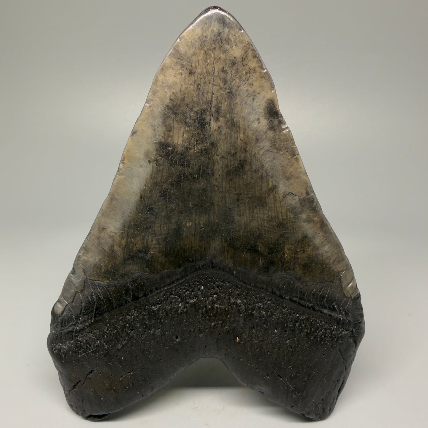Back View 4.93" Fossil Megalodon Tooth – Authentic Carcharocles megalodon Tooth from South Carolina CM5431