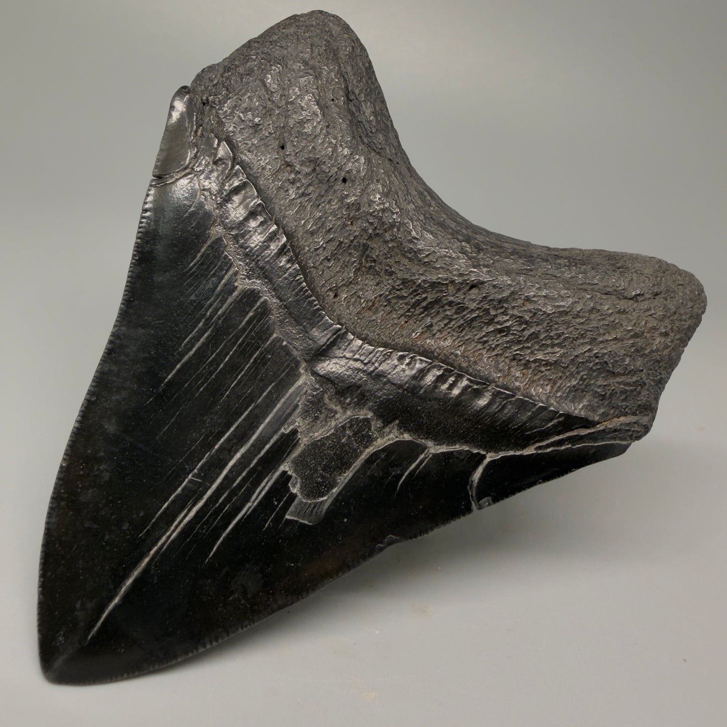 Back Right View 4.25" Fossil Megalodon Tooth – Authentic Carcharocles megalodon Tooth from South Carolina CM5429