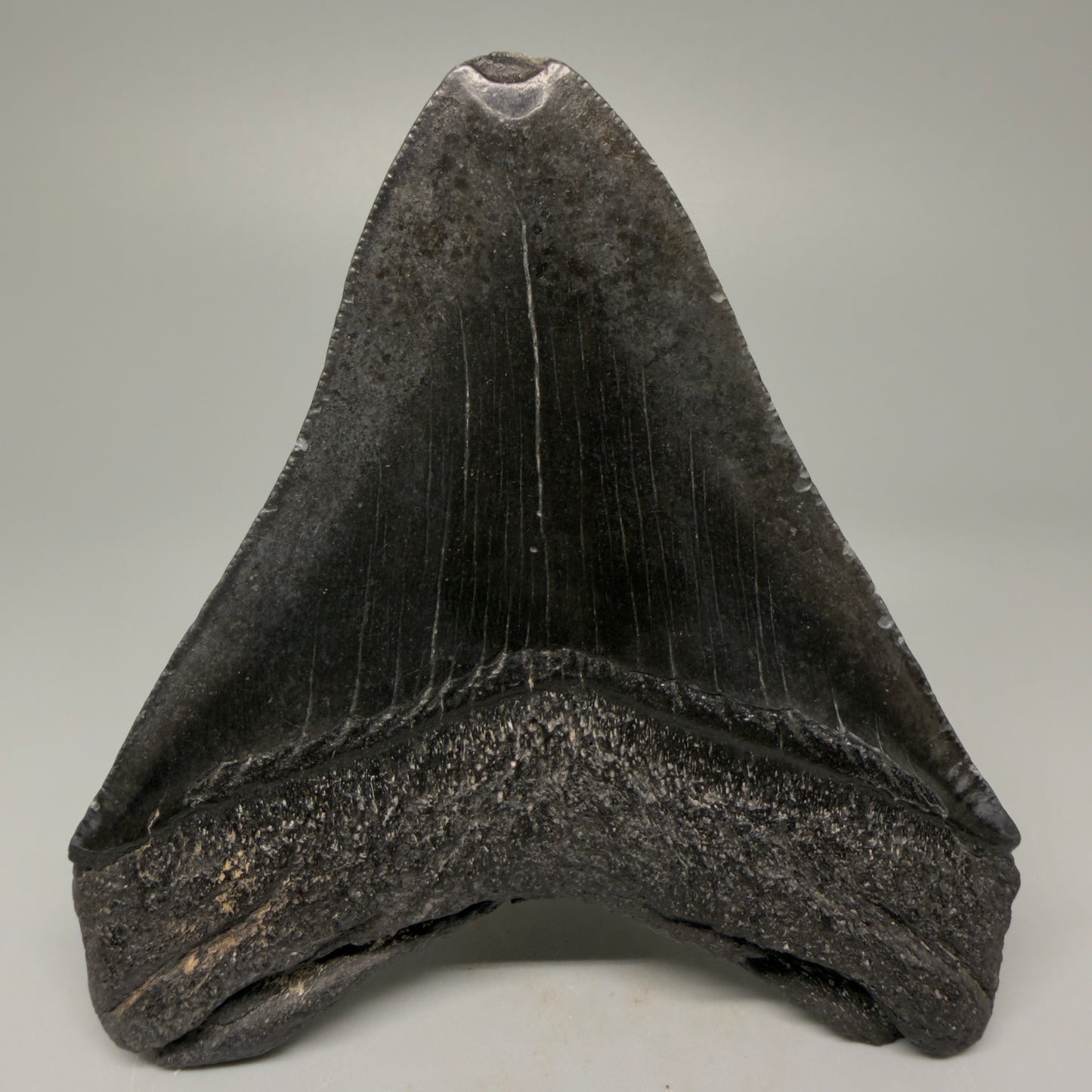 Back View 4.00" Fossil Megalodon Tooth – Authentic Carcharocles megalodon Tooth from South Carolina CM5427