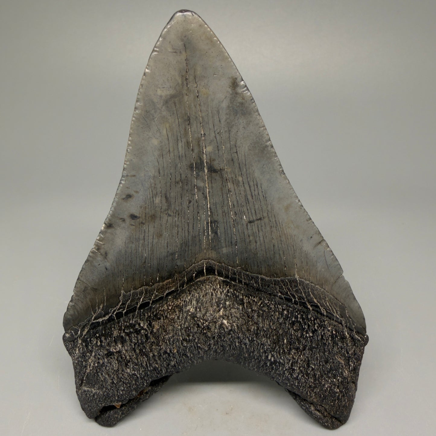 Back View 4.03" Fossil Megalodon Tooth – Authentic Carcharocles megalodon Tooth from South Carolina CM5426