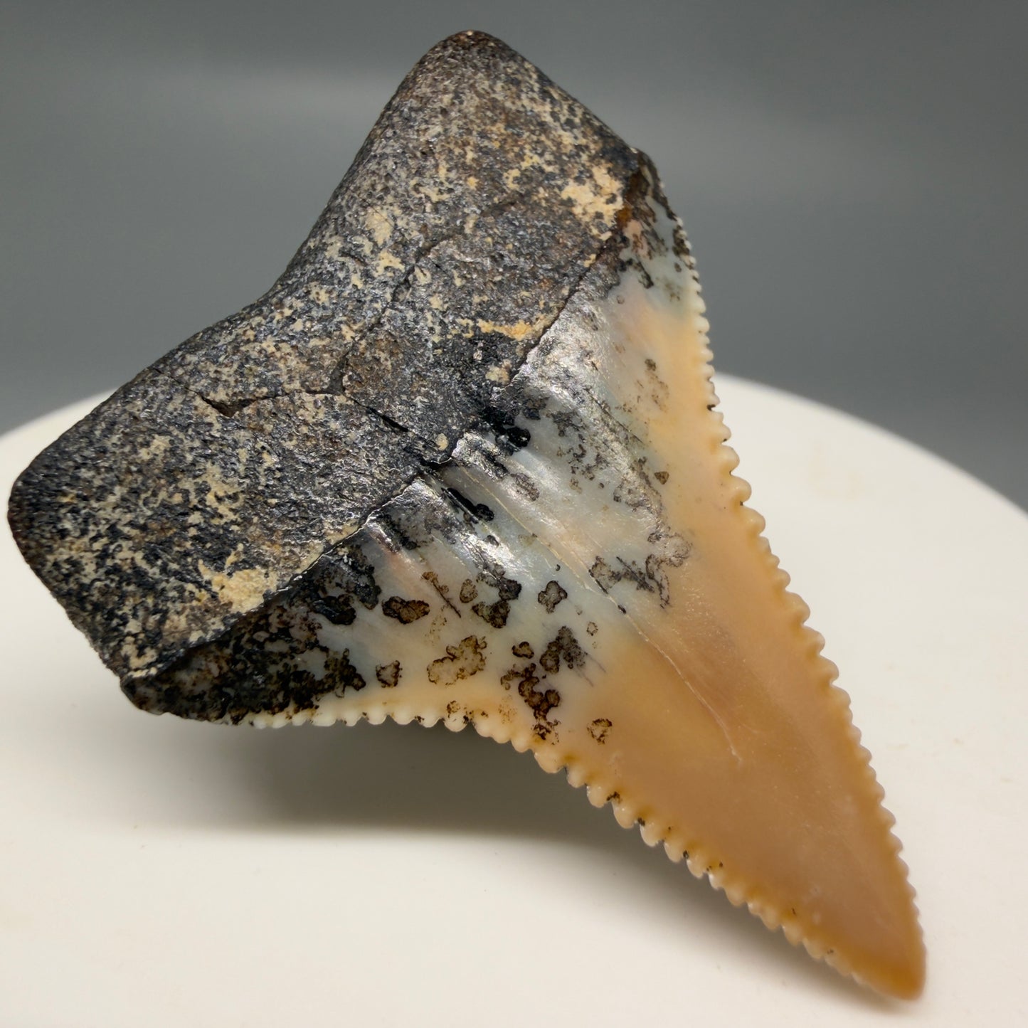 Back Left View Outstanding, collector's quality 1.56" long Fossil Great White Tooth from the deserts of Peru GW1319