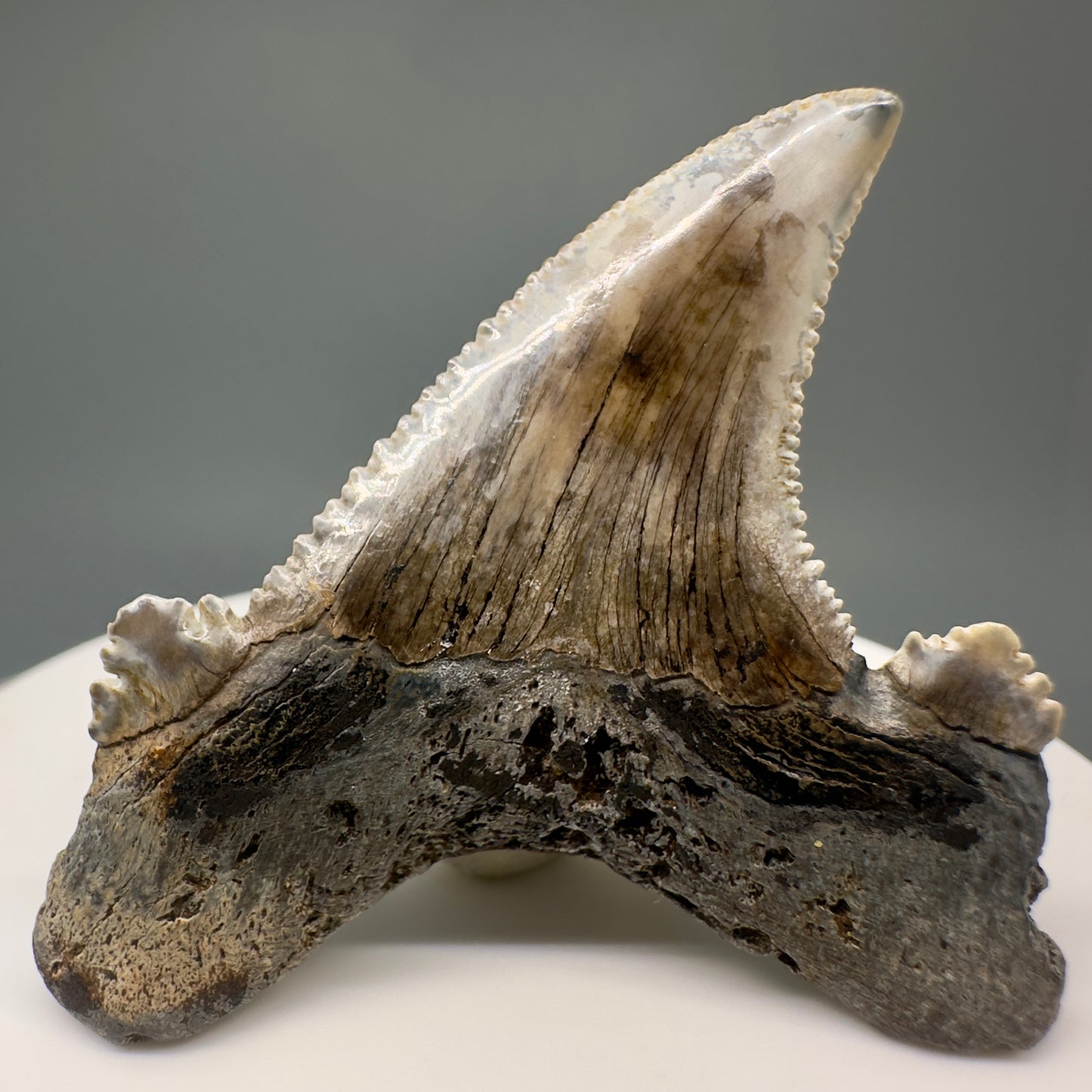 Colorful 2.01" Sharply Serrated Fossil Carcharocles auriculatus Shark Tooth - Pamunkey River, VA AU382 - Back