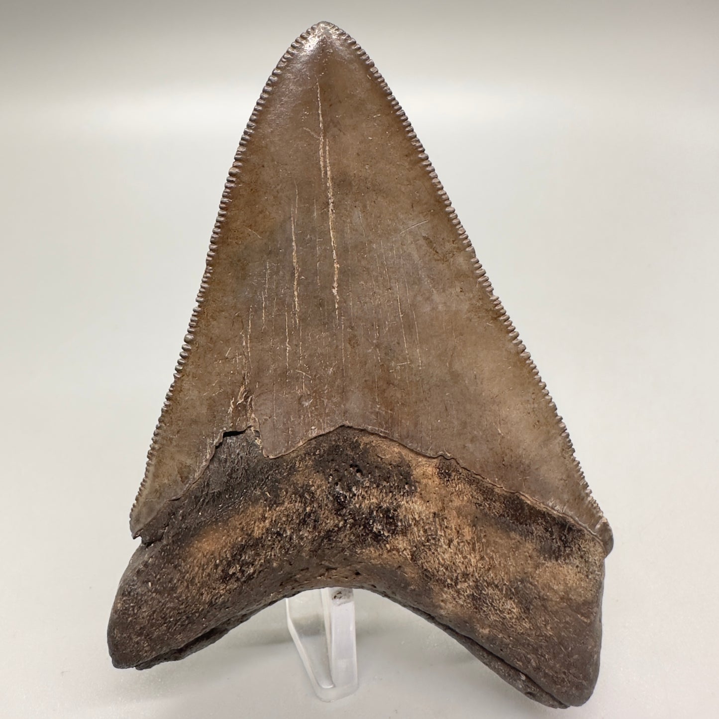 Brown serrated 3.76 inch Megalodon shark tooth from Georgia CM4519 back
