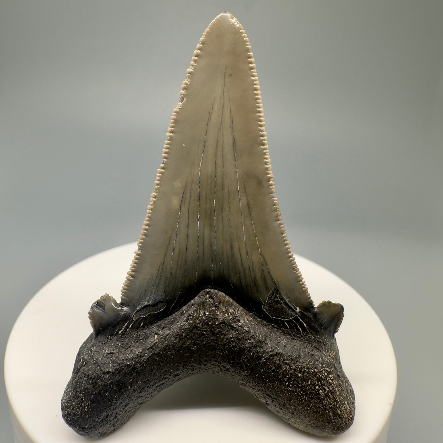 Gorgeous 2.50" Fossil Carcharocles sokolowi (auriculatus) Shark Tooth - Harleyville, SC AU386 - Back