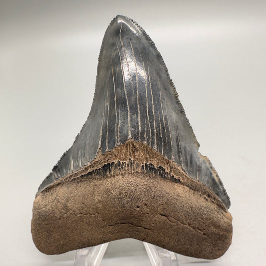 Sharply serrated 3.49 inch colorful fossil megalodon tooth from Southeast, USA CM4517 front