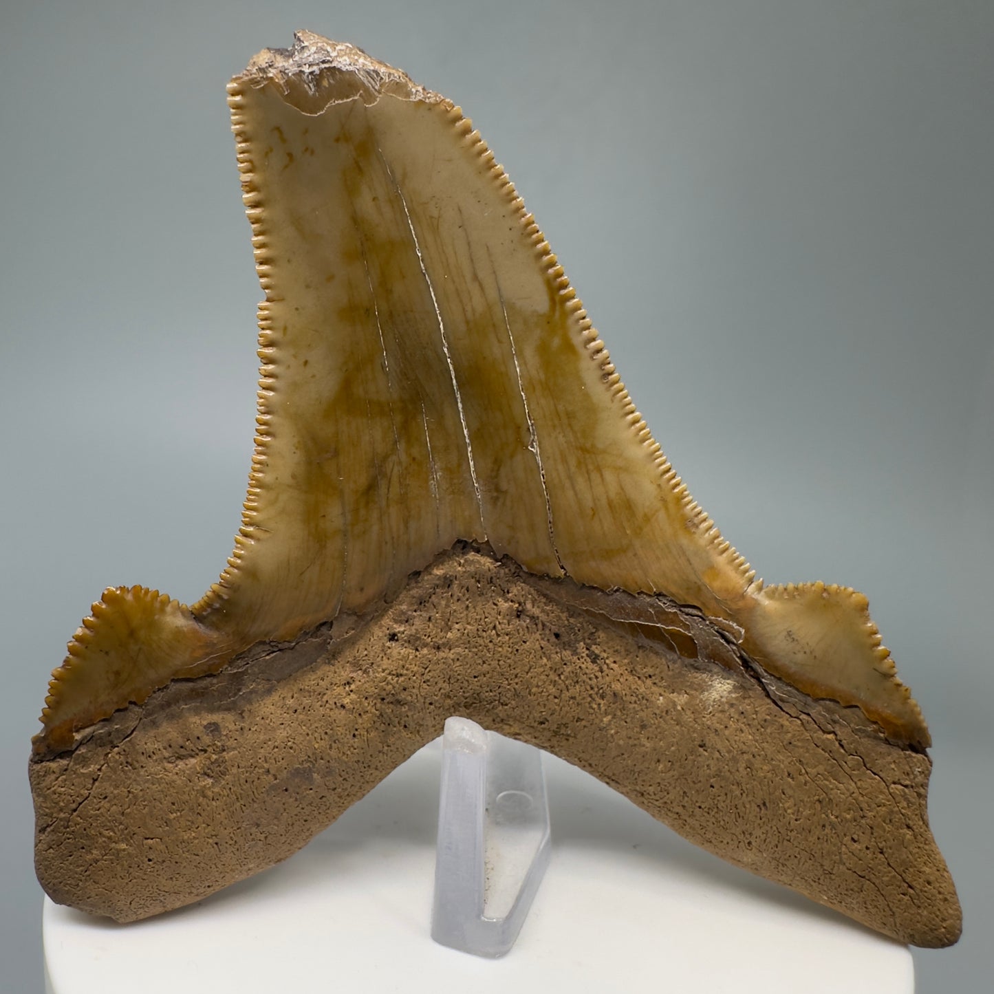 Large, Colorful 3.32" Fossil Carcharocles Sokolowi Shark Tooth - Lee County, GA AU385 - Back