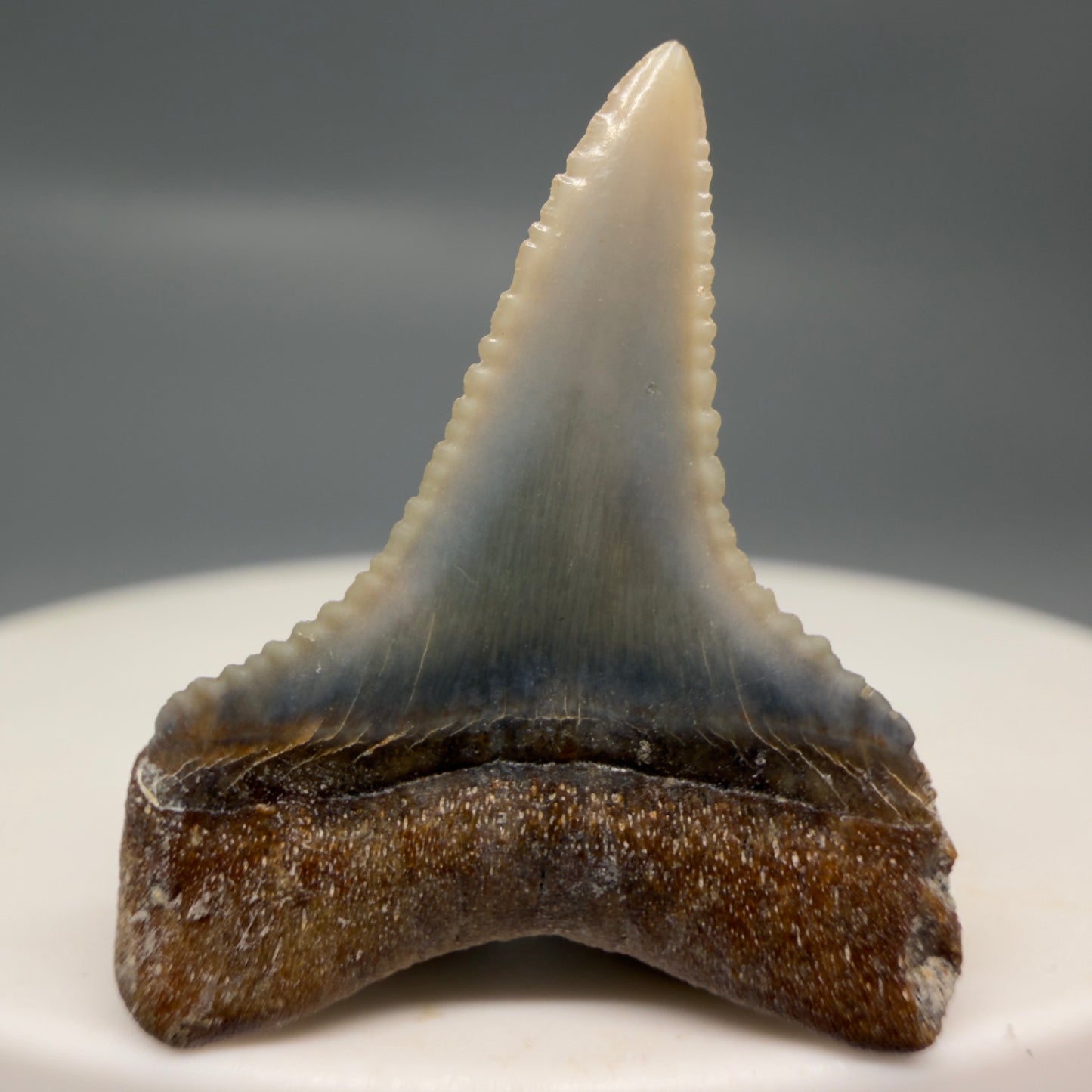 Back Very colorful, sharply serrated 1.06" long Fossil Great White Tooth from the deserts of Peru GW1316