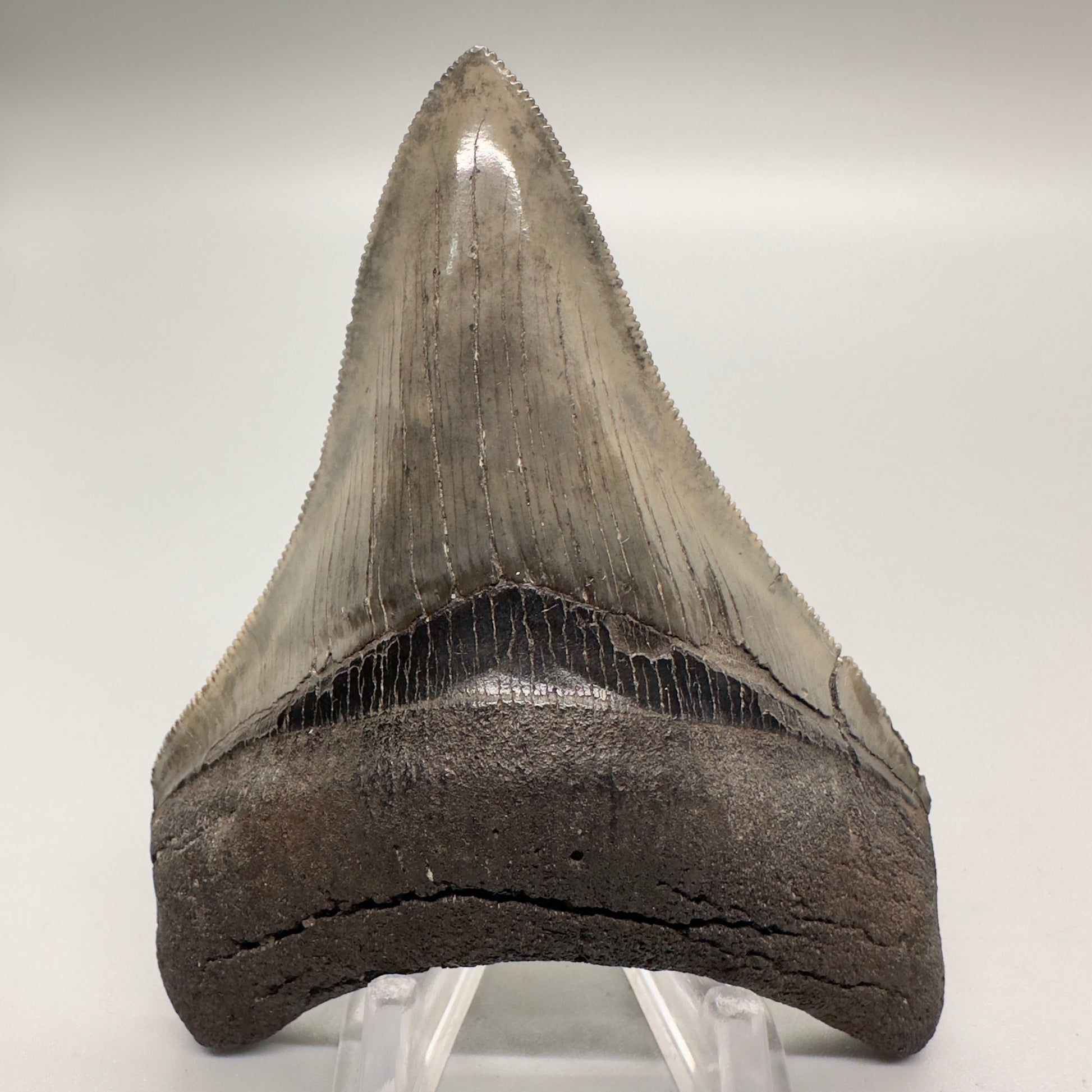 Sharply serrated 3.52 inch colorful fossil megalodon tooth from Southeast, USA CM4510 front