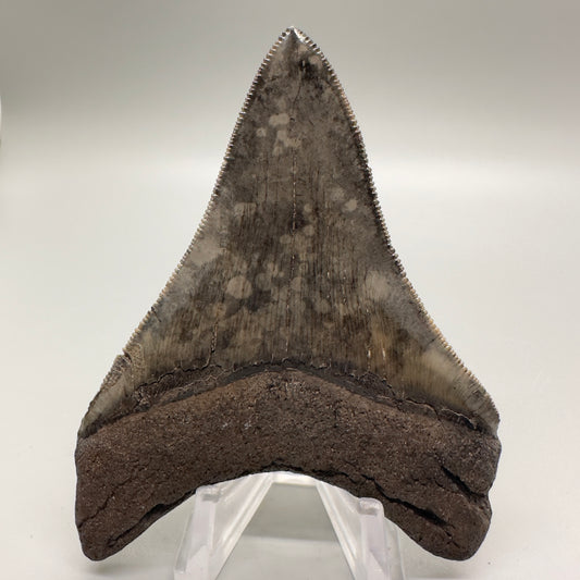 Sharply serrated 3.52 inch colorful fossil megalodon tooth from Southeast, USA CM4510 back