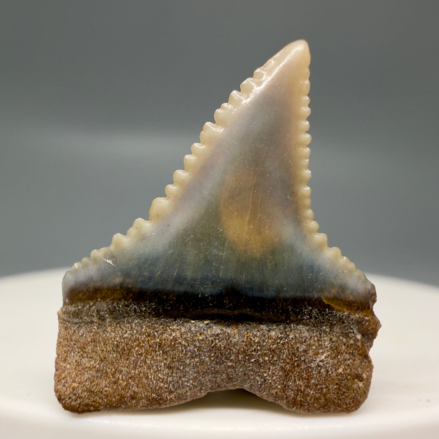 Back View Very colorful, sharply serrated 0.93" long Fossil Great White Tooth from the deserts of Peru GW1315