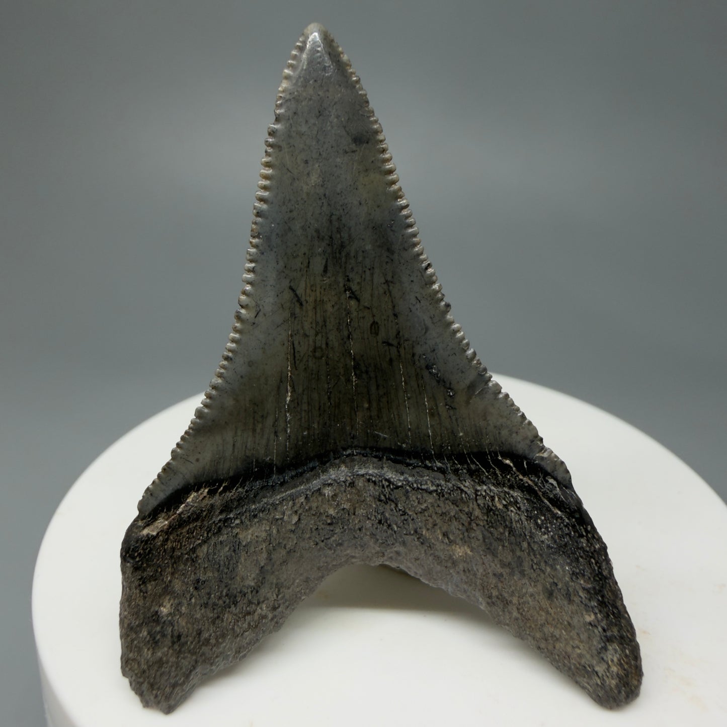 Back View Very large lower, sharply serrated 2.17" Fossil Great White Tooth for Sale GW1243