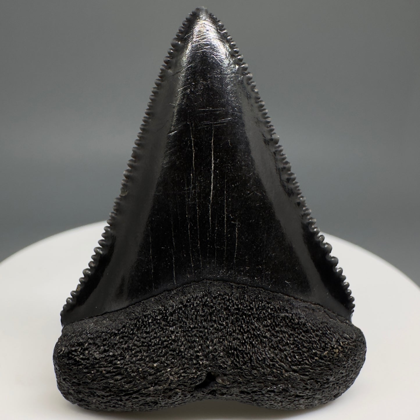 Jet Black, sharply serrated 1.67" Fossil Great White Tooth from Sarasota, Florida GW1207 - Front