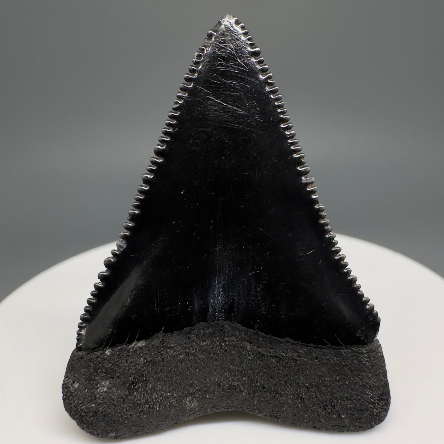 Jet Black, sharply serrated 1.67" Fossil Great White Tooth from Sarasota, Florida GW1207 - Back